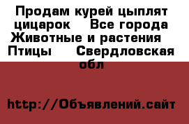 Продам курей цыплят,цицарок. - Все города Животные и растения » Птицы   . Свердловская обл.